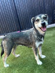 Shelter Stray Female Dog last seen Near 54th Street, San Diego, CA, 92105, El Cajon, CA 92020, USA