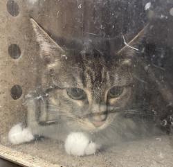 Shelter Stray Female Cat last seen OWNER SURRENDER, PORTLAND, OR, 97233, 1700 W Historic Columbia River Hwy, Troutdale, OR 97060, USA