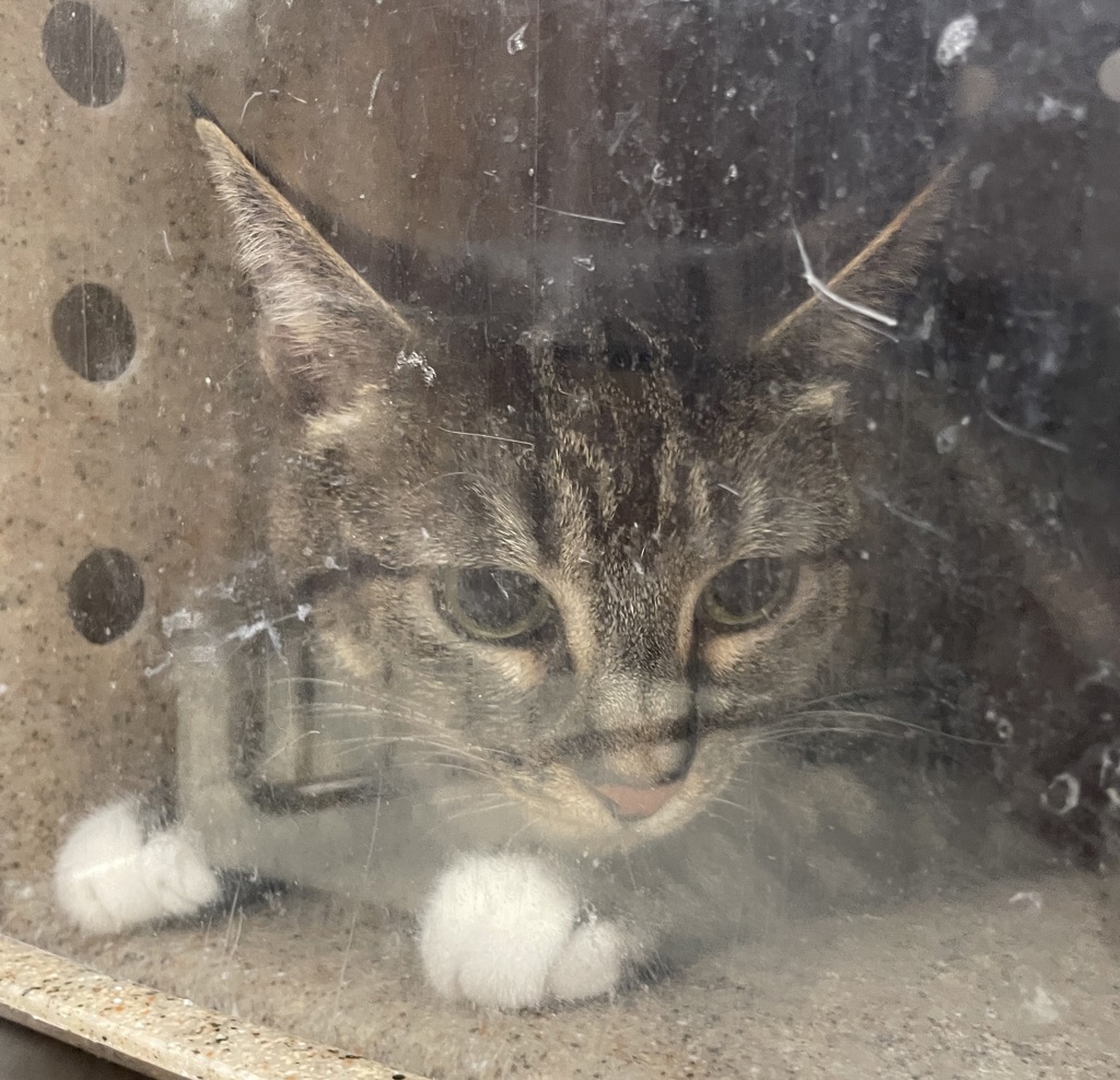 Shelter Stray Female Cat last seen OWNER SURRENDER, PORTLAND, OR, 97233, 1700 W Historic Columbia River Hwy, Troutdale, OR 97060, USA