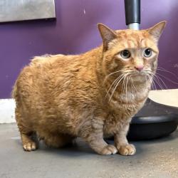Shelter Stray Male Cat last seen Near E Brittany Drive, SALT LAKE CITY, UT, 84107, 511 W 3900 S, Salt Lake City, UT 84123, USA