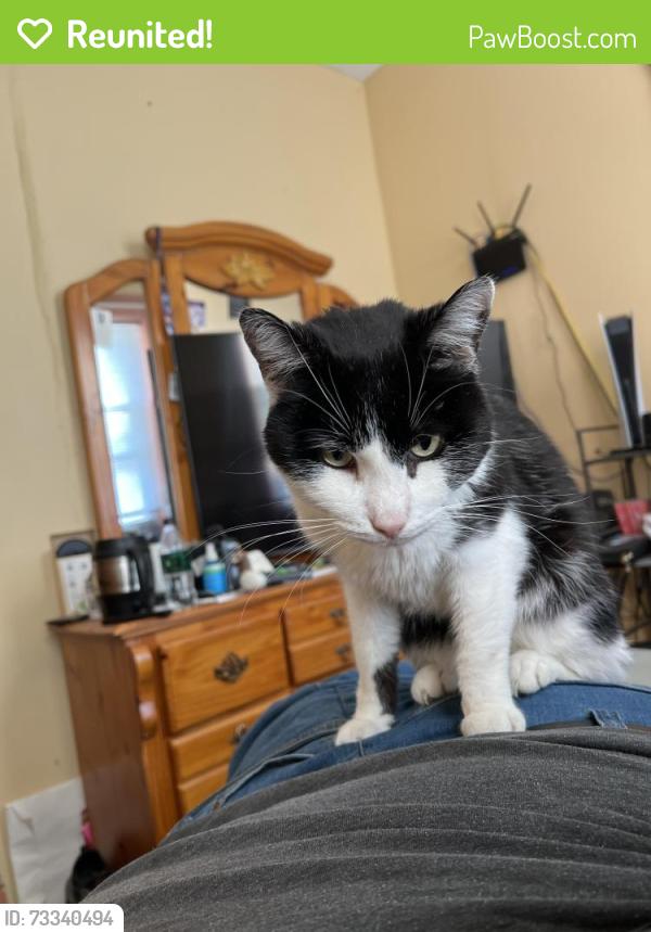 Reunited Male Cat last seen Near w 24th pl Chicago IL 60623, Chicago, IL 60623