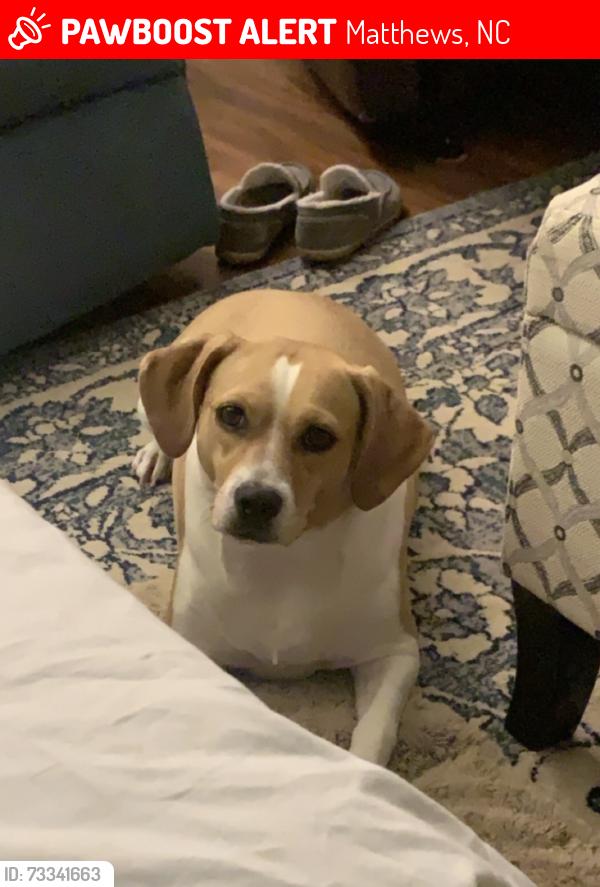 Lost Female Dog last seen Matthew’s Charter Academy, Matthews, NC 28104