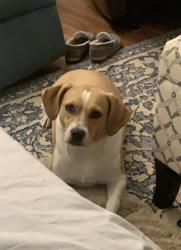 Lost Female Dog last seen Matthew’s Charter Academy, Matthews, NC 28104