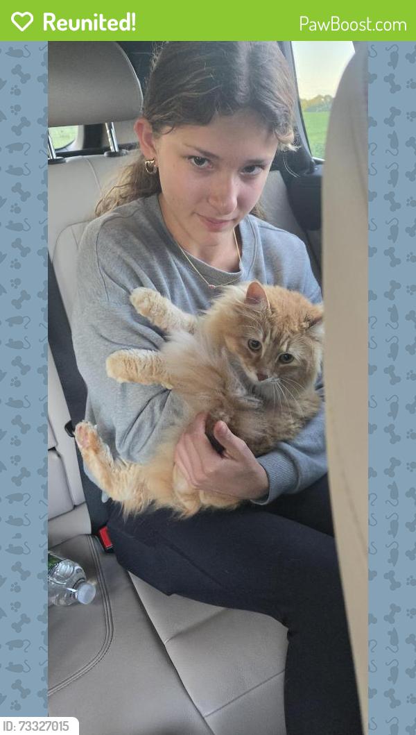 Reunited Female Cat last seen Atherton and Atlas, Davison Township, MI 48423