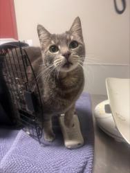 Shelter Stray Female Cat last seen Near Center Street, OAKLAND, CA, 94607, 8323 Baldwin St, Oakland, CA 94621, USA