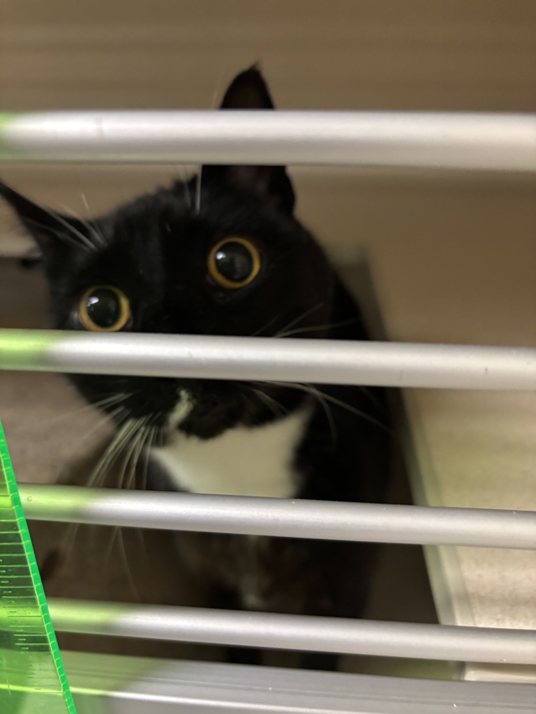 Shelter Stray Female Cat last seen Hutchins Avenue, Port Orchard, WA, 98367, 9167 Dickey Rd NW, Silverdale, WA 98383, USA