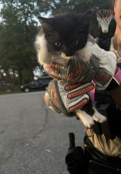 Shelter Stray Unknown Cat last seen Near Foxwood Drive, VIRGINIA BEACH, VA, 341 S Birdneck Rd, Virginia Beach, VA 23451, USA