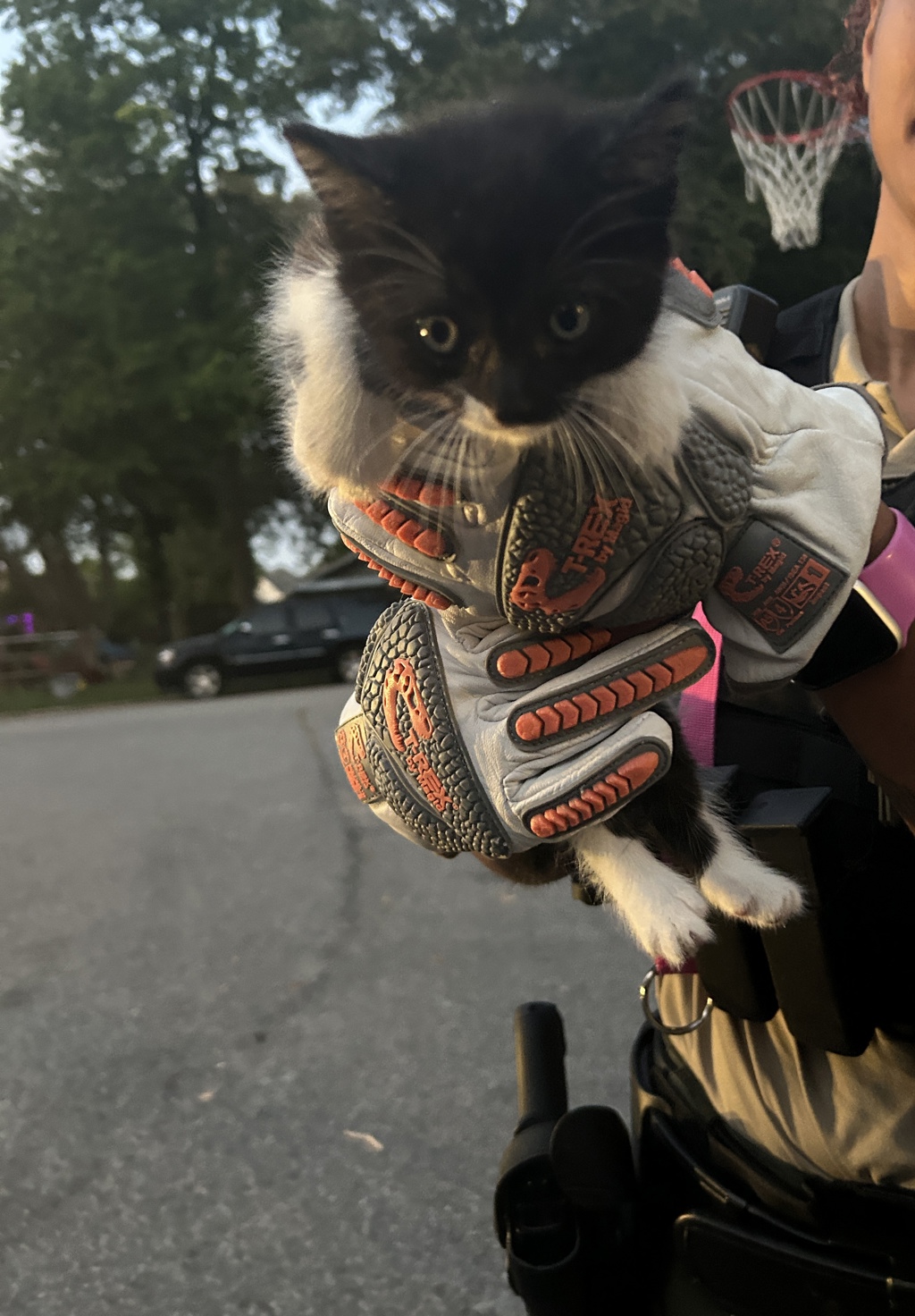 Shelter Stray Unknown Cat last seen Near Foxwood Drive, VIRGINIA BEACH, VA, 341 S Birdneck Rd, Virginia Beach, VA 23451, USA