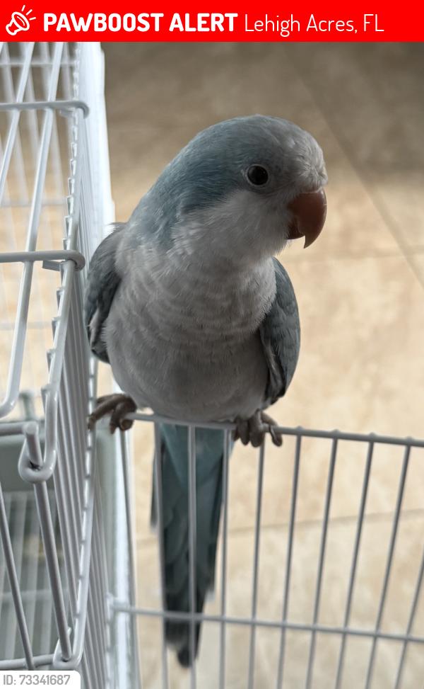 Lost Unknown Bird last seen Bell blvd and grant, Lehigh Acres, FL 33974