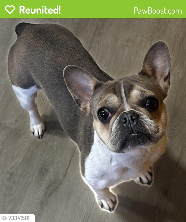 Reunited Female Dog last seen Near Williams Way, Mountain View Ca 94040, Mountain View, CA 94040