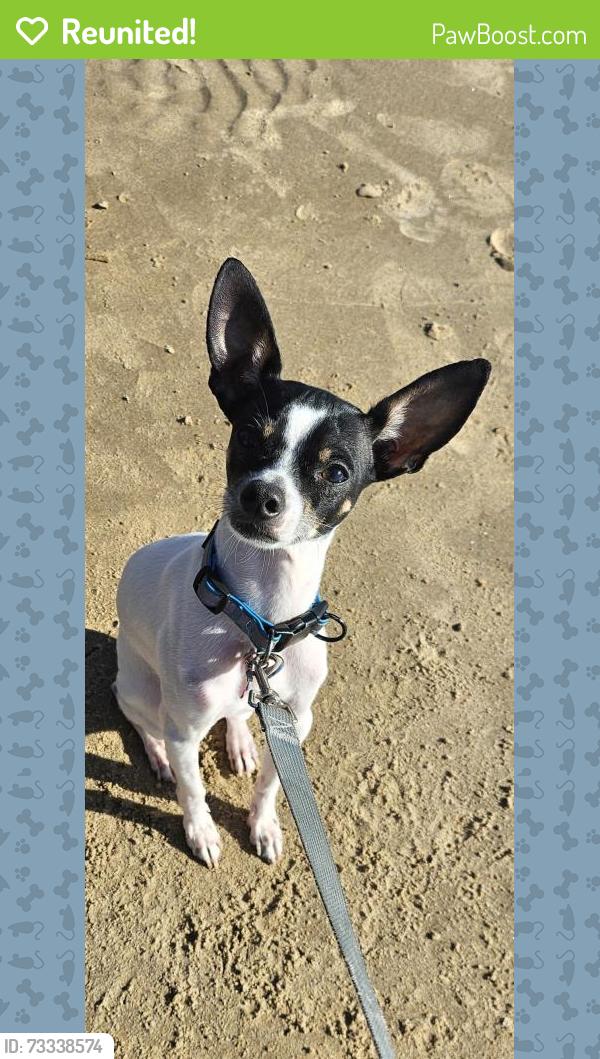 Reunited Male Dog last seen Princewood & Merchant, Denton, TX 76207