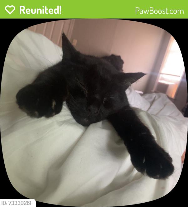 Reunited Male Cat last seen Benton blvd, Kansas City, MO 64130