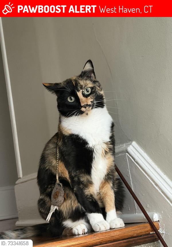 Lost Female Cat last seen E Brown St, West Haven CT, West Haven, CT 06516