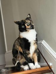 Lost Female Cat last seen E Brown St, West Haven CT, West Haven, CT 06516