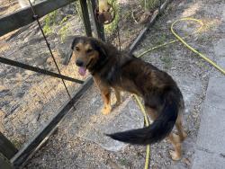 Found/Stray Male Dog last seen Between 35 bypass and 1069, Aransas Pass, TX 78336