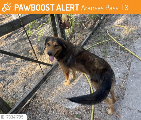 Found/Stray Male Dog last seen Between 35 bypass and 1069, Aransas Pass, TX 78336