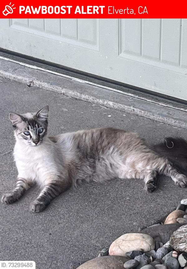 Lost Male Cat last seen Delano, Elverta, CA 95626
