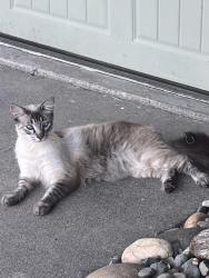 Lost Male Cat last seen Delano, Elverta, CA 95626