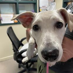 Shelter Stray Female Dog last seen , 361 S Raymond Ave, Pasadena, CA 91105, USA