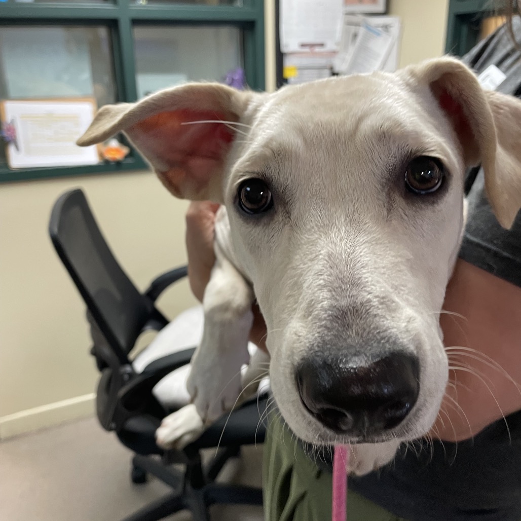 Shelter Stray Female Dog last seen , 361 S Raymond Ave, Pasadena, CA 91105, USA