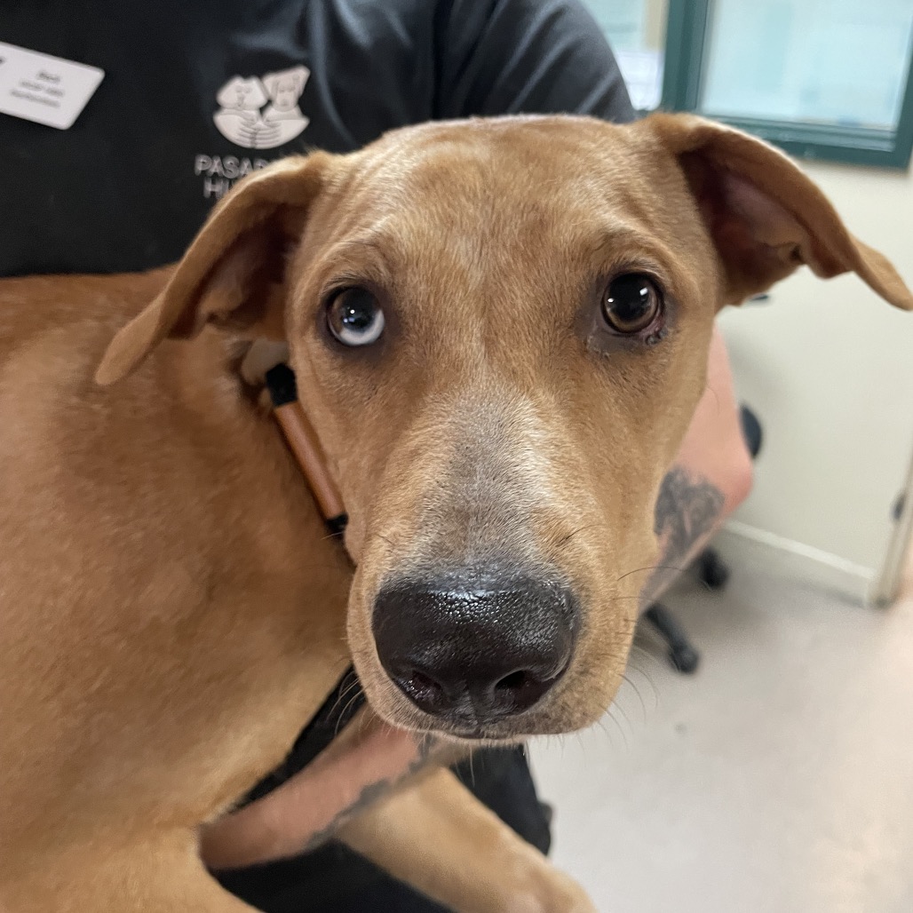 Shelter Stray Female Dog last seen , 361 S Raymond Ave, Pasadena, CA 91105, USA