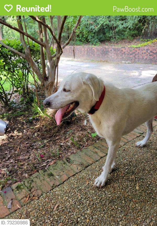 Reunited Female Dog last seen Reese rd, Columbus, GA 31907