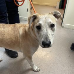 Shelter Stray Female Dog last seen , 361 S Raymond Ave, Pasadena, CA 91105, USA