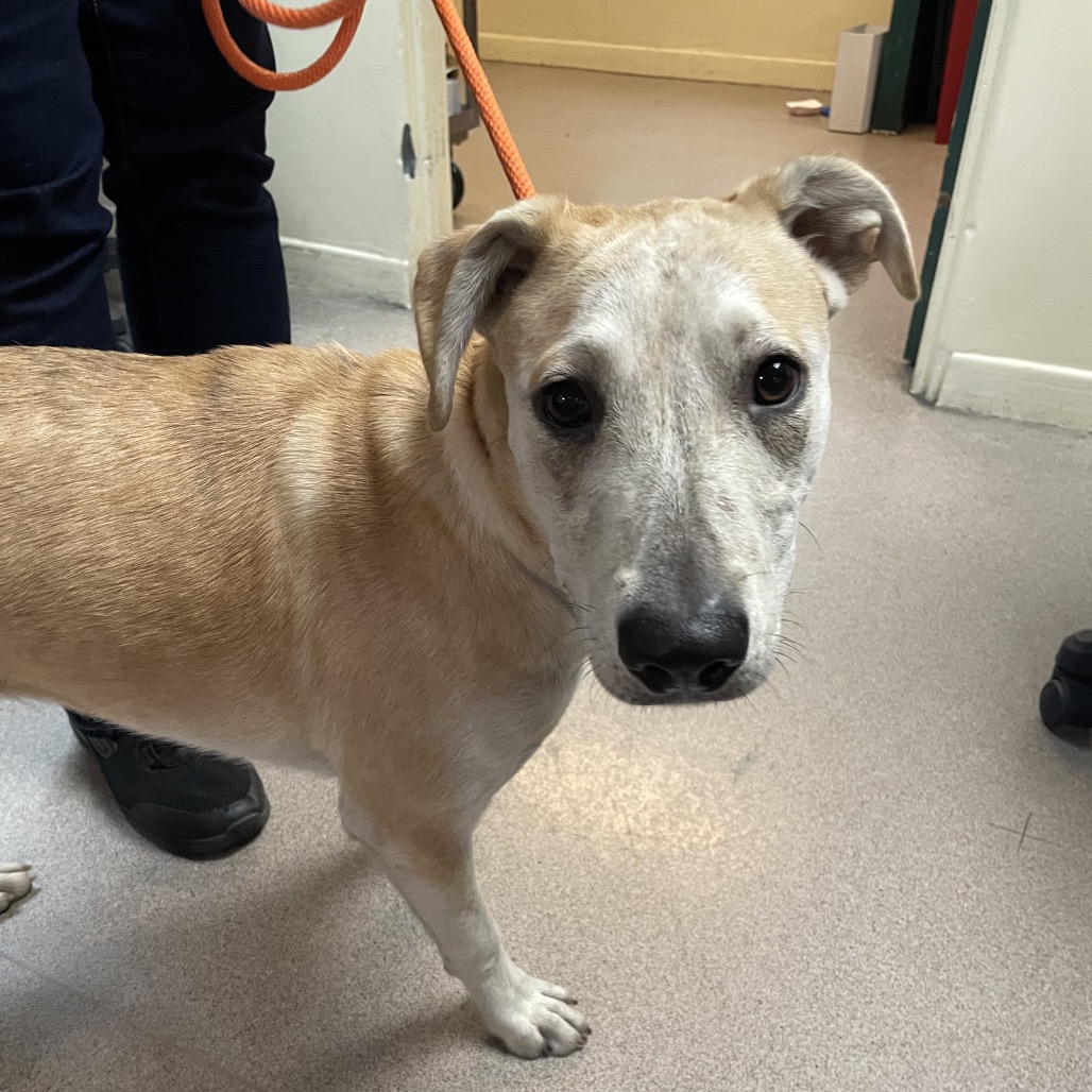 Shelter Stray Female Dog last seen , 361 S Raymond Ave, Pasadena, CA 91105, USA