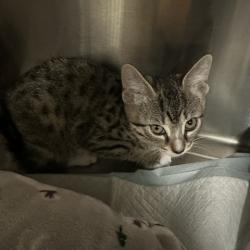 Shelter Stray Male Cat last seen , 3607 N Armenia Ave, Tampa, FL 33607, USA