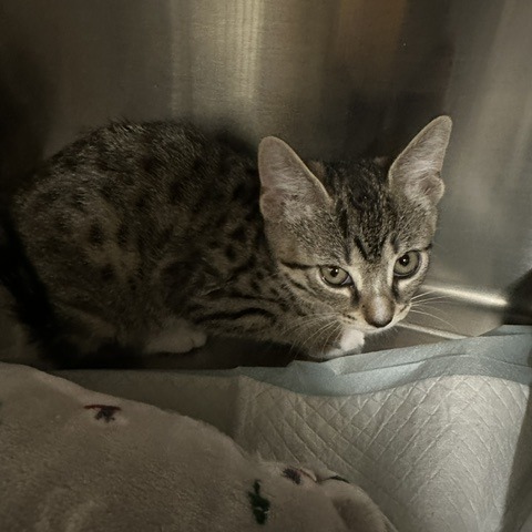 Shelter Stray Male Cat last seen , 3607 N Armenia Ave, Tampa, FL 33607, USA