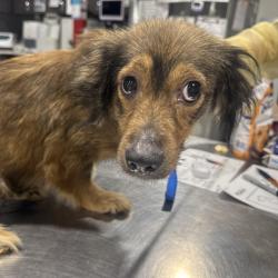 Shelter Stray Female Dog last seen , 3607 N Armenia Ave, Tampa, FL 33607, USA