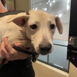 Shelter Stray Female Dog last seen , 361 S Raymond Ave, Pasadena, CA 91105, USA
