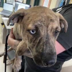 Shelter Stray Male Dog last seen , 361 S Raymond Ave, Pasadena, CA 91105, USA