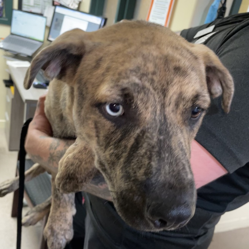 Shelter Stray Male Dog last seen , 361 S Raymond Ave, Pasadena, CA 91105, USA