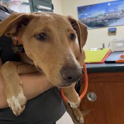 Shelter Stray Female Dog last seen , 361 S Raymond Ave, Pasadena, CA 91105, USA