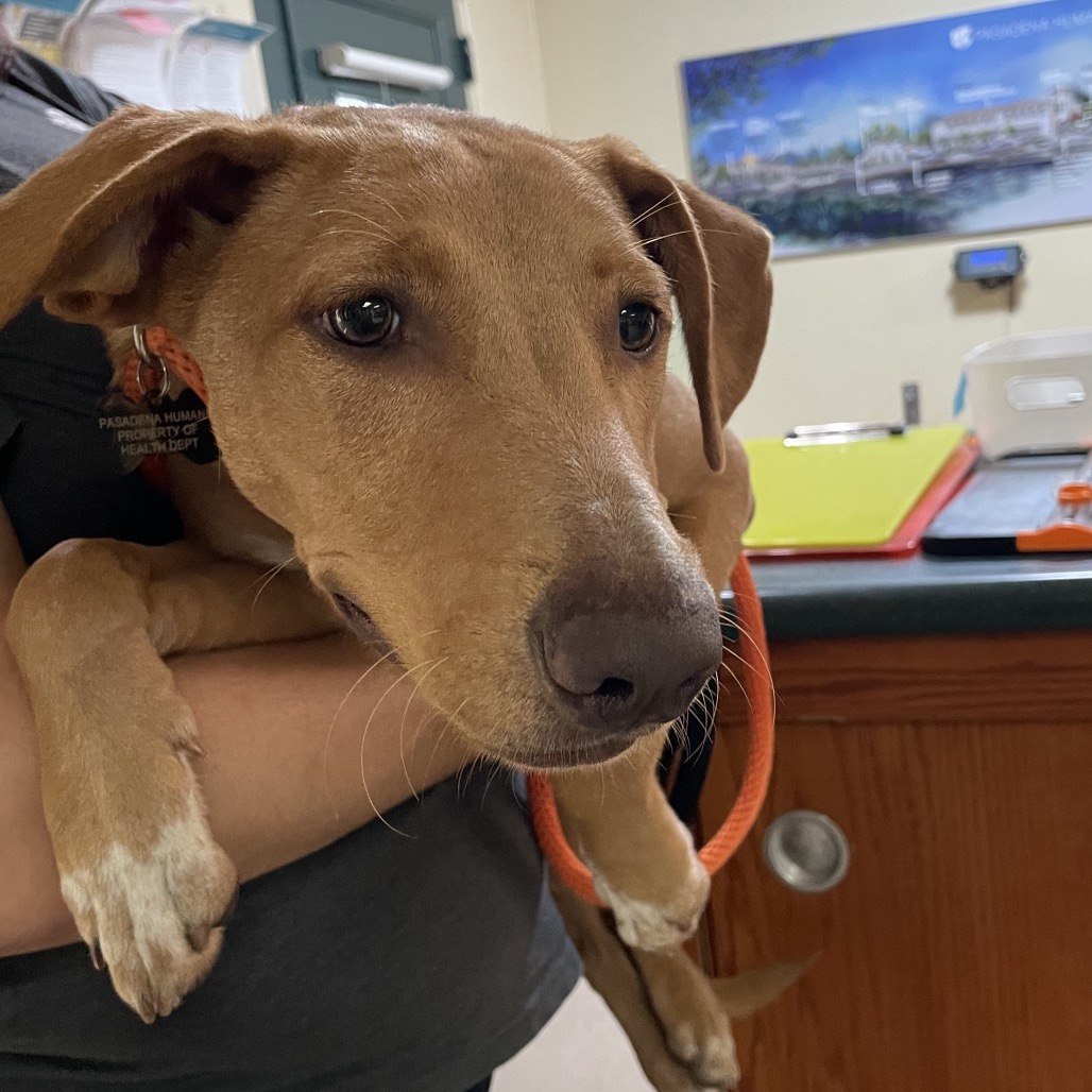 Shelter Stray Female Dog last seen , 361 S Raymond Ave, Pasadena, CA 91105, USA