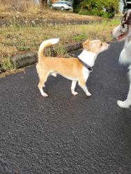 Reunited Male Dog last seen Se Taylor, Portland, OR 97233