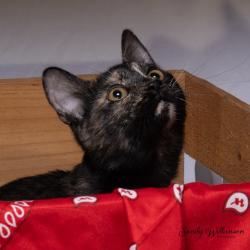 Shelter Stray Female Cat last seen , 825 W Jefferson St, Tipton, IN 46072, USA