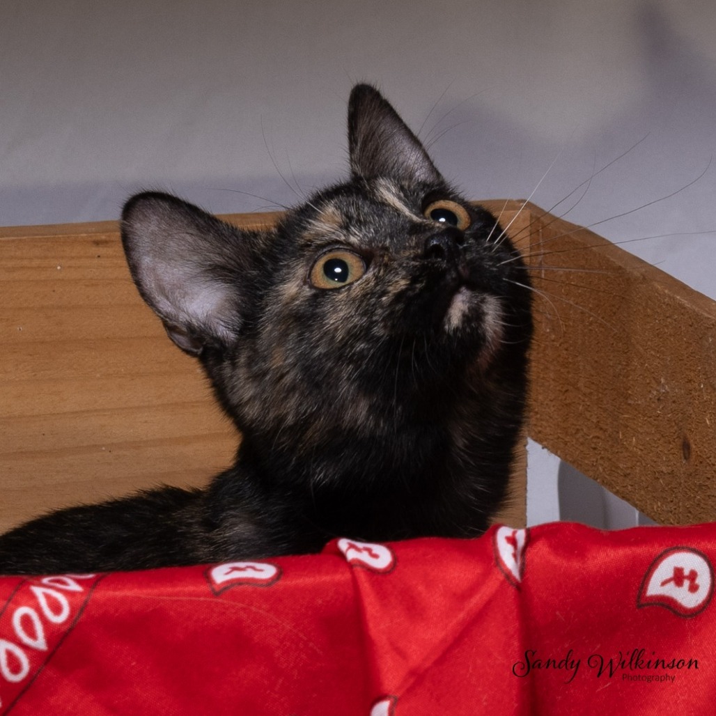 Shelter Stray Female Cat last seen , 825 W Jefferson St, Tipton, IN 46072, USA