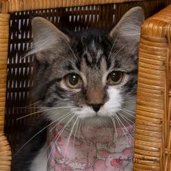 Shelter Stray Female Cat last seen , 825 W Jefferson St, Tipton, IN 46072, USA