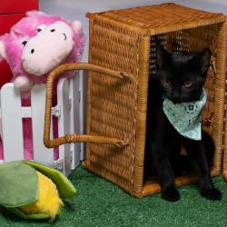 Shelter Stray Female Cat last seen , 825 W Jefferson St, Tipton, IN 46072, USA