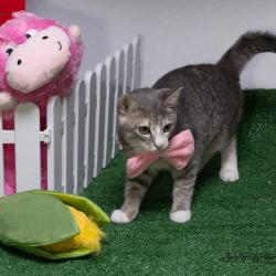 Shelter Stray Female Cat last seen , 825 W Jefferson St, Tipton, IN 46072, USA