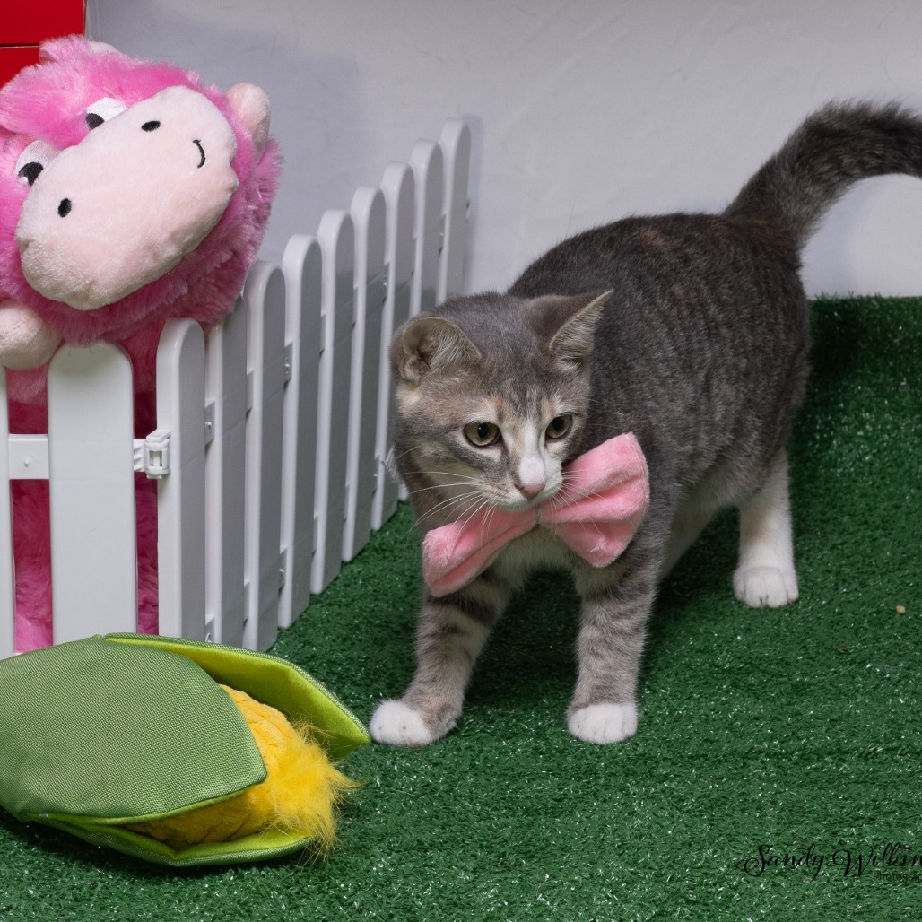 Shelter Stray Female Cat last seen , 825 W Jefferson St, Tipton, IN 46072, USA