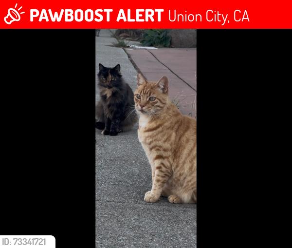 Lost Male Cat last seen Veteran park, Union City, CA 94555