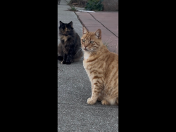 Lost Male Cat last seen Veteran park, Union City, CA 94555