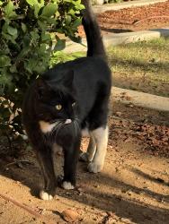 Found/Stray Unknown Cat last seen Temperance and Bullard, Clovis, CA 93727