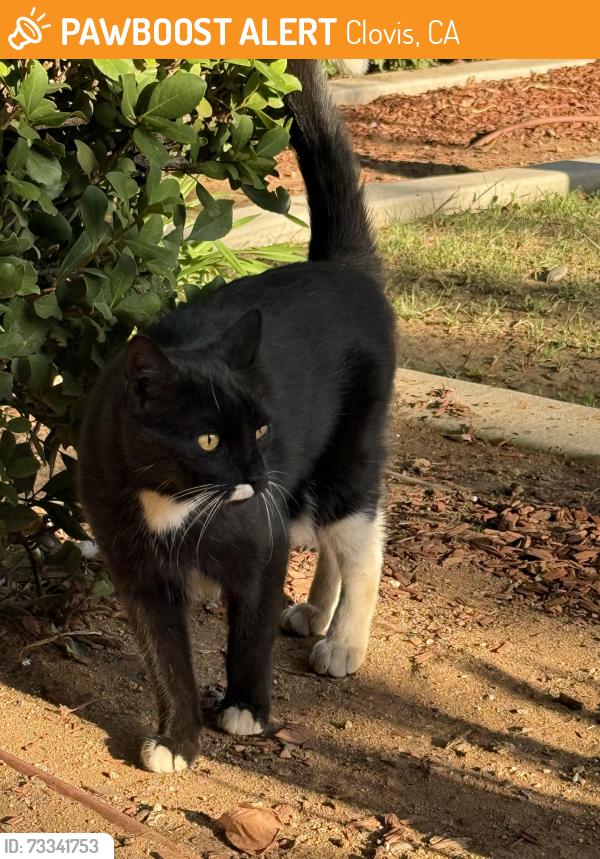Found/Stray Unknown Cat last seen Temperance and Bullard, Clovis, CA 93727