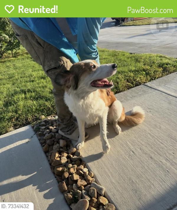 Reunited Female Dog last seen Hunters ranch edition, San Antonio, TX 78253