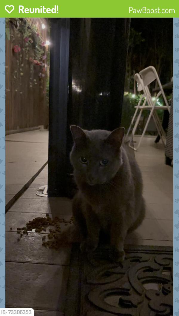 Reunited Unknown Cat last seen Rue place samson , Near Boulevard samson or boulevard Lévesque, Laval, QC 