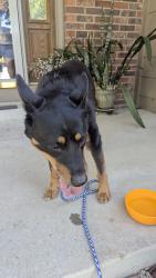 Reunited Female Dog last seen E Stanford and S Cathay Way, Aurora, CO 80015